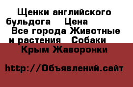 Щенки английского бульдога  › Цена ­ 60 000 - Все города Животные и растения » Собаки   . Крым,Жаворонки